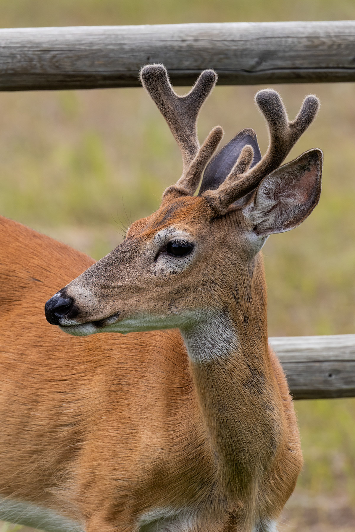 Deer in back yard.  Click for next photo.