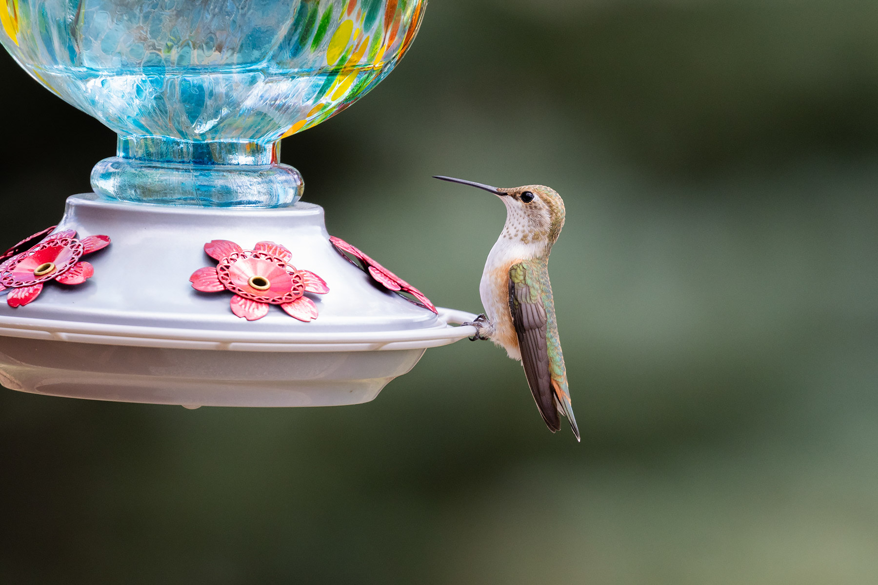 Hummingbird in Red Lodge.  Click for next photo.