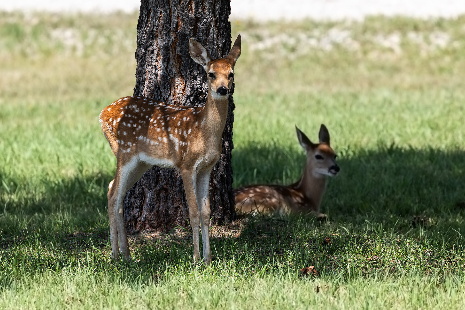 Fawn twins in town.  Click for next photo.