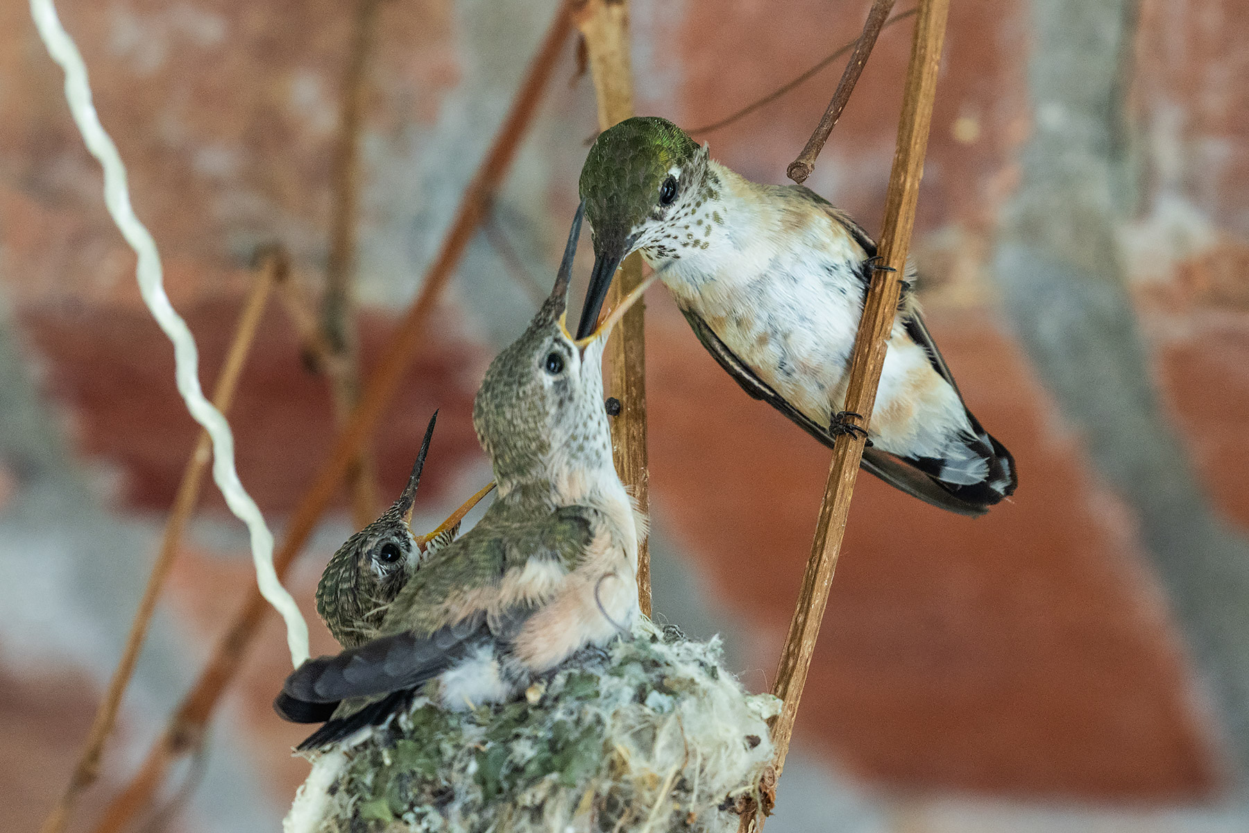 Hummingbird feeds hatchlings in Red Lodge.  Click for next photo.