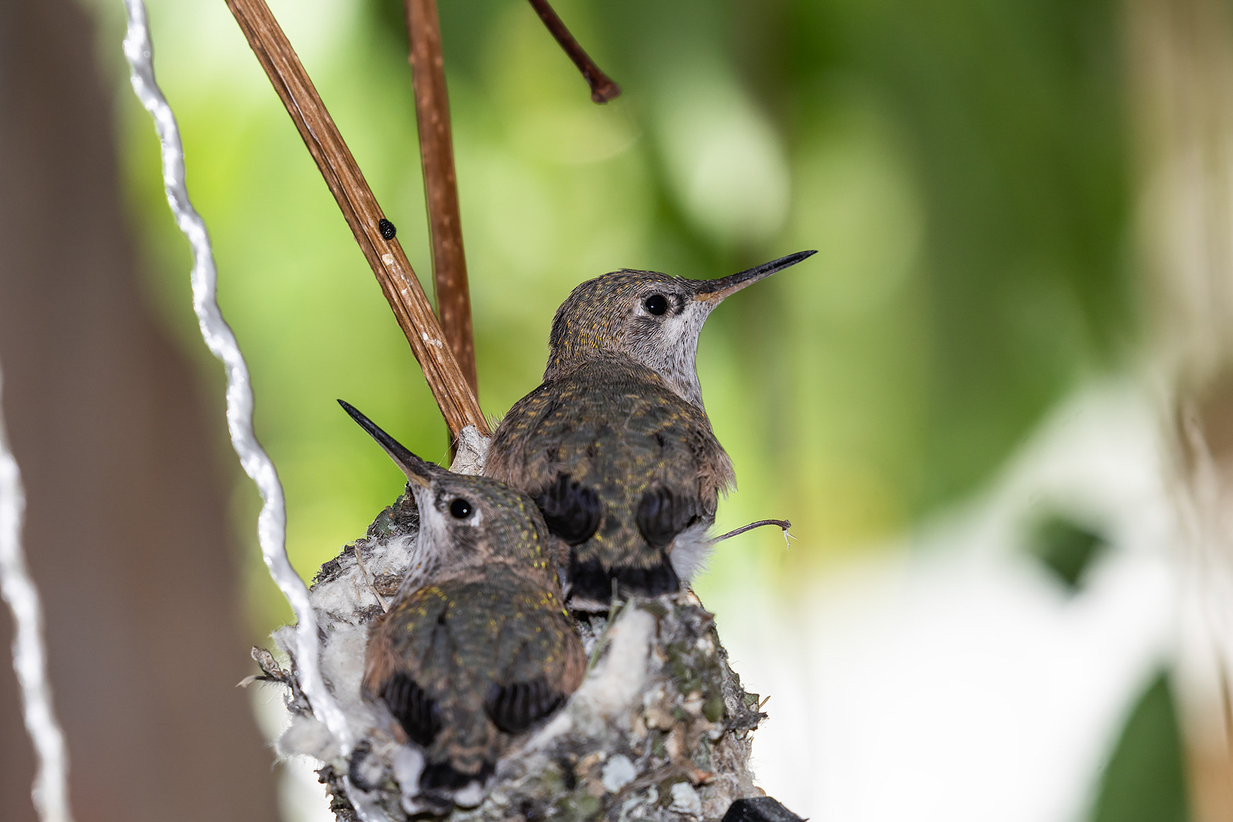 Hummingbird hatchlings in Red Lodge.  Click for next photo.