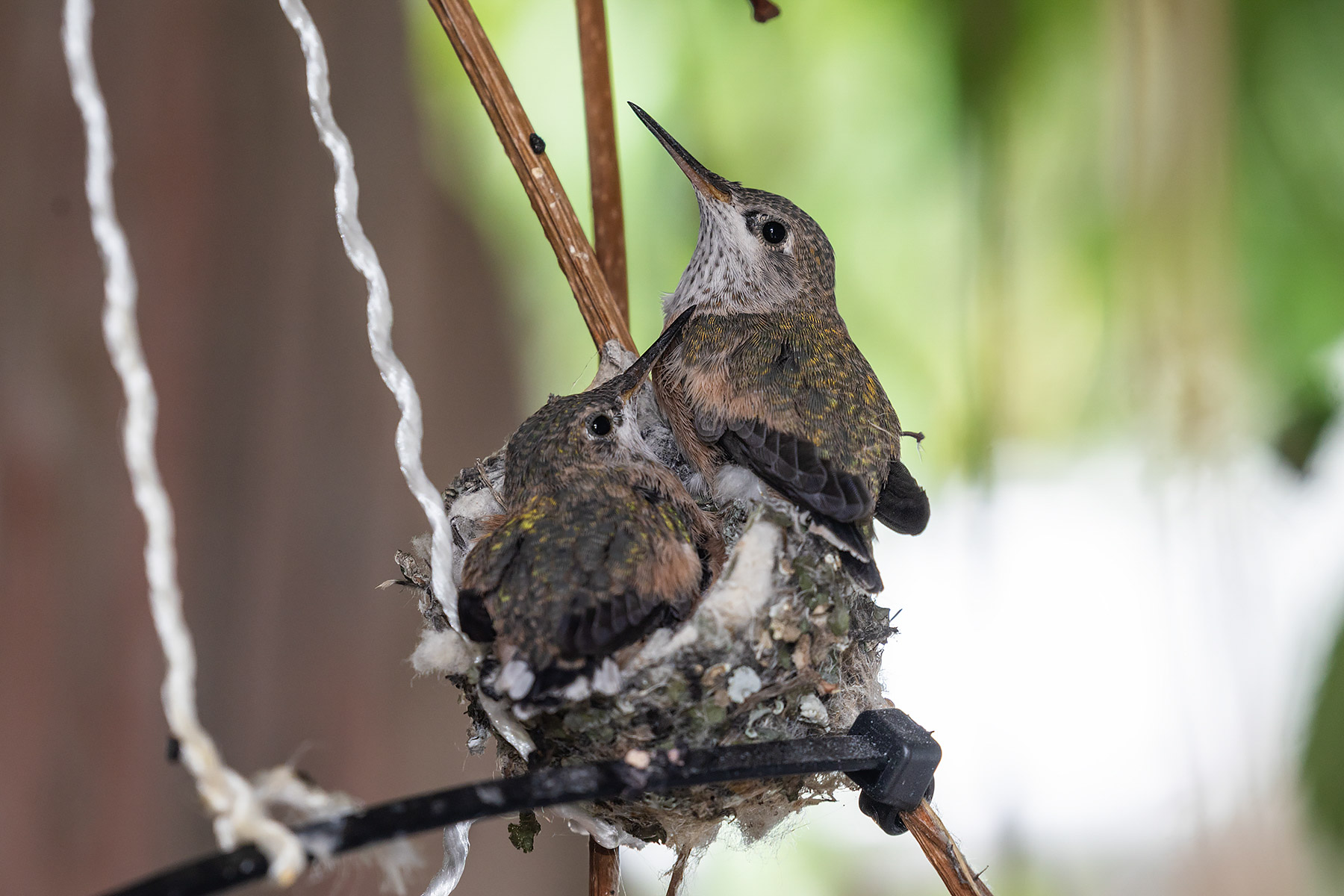 Hummingbird hatchlings in Red Lodge.  Click for next photo.
