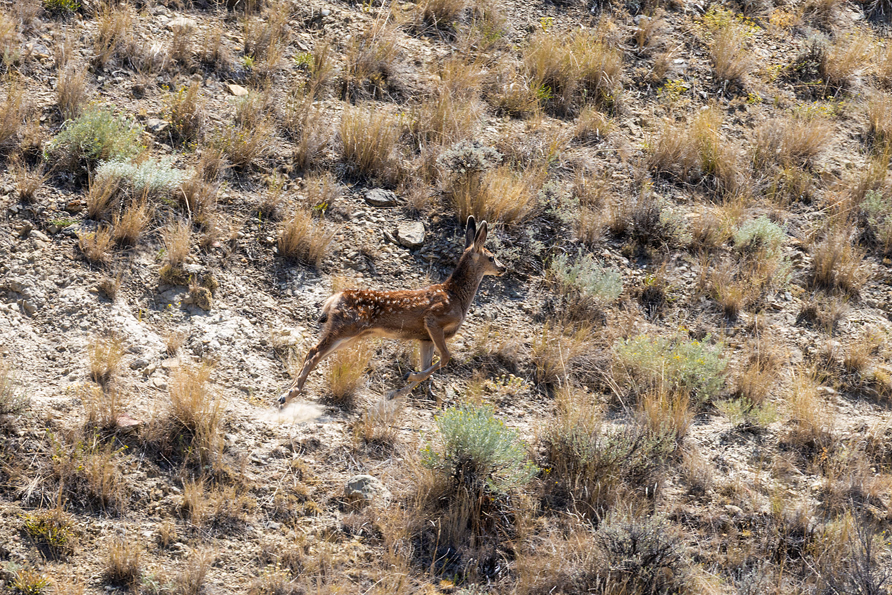 Fawn in town.  Click for next photo.