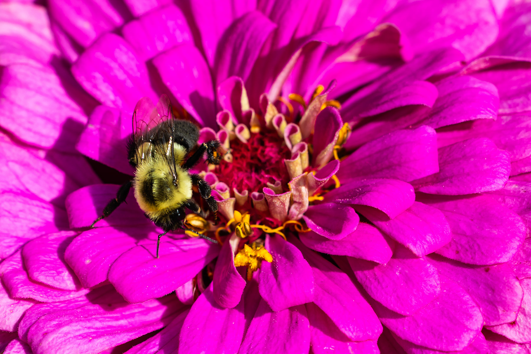 Bee on a flower, Michigan.  Click for next photo.