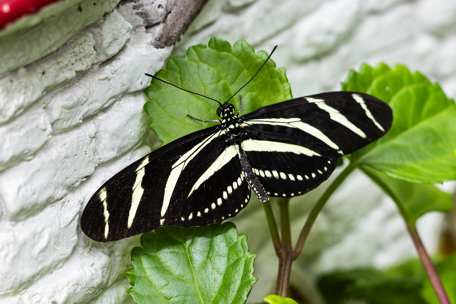 Michigan butterly.  Click for next photo.