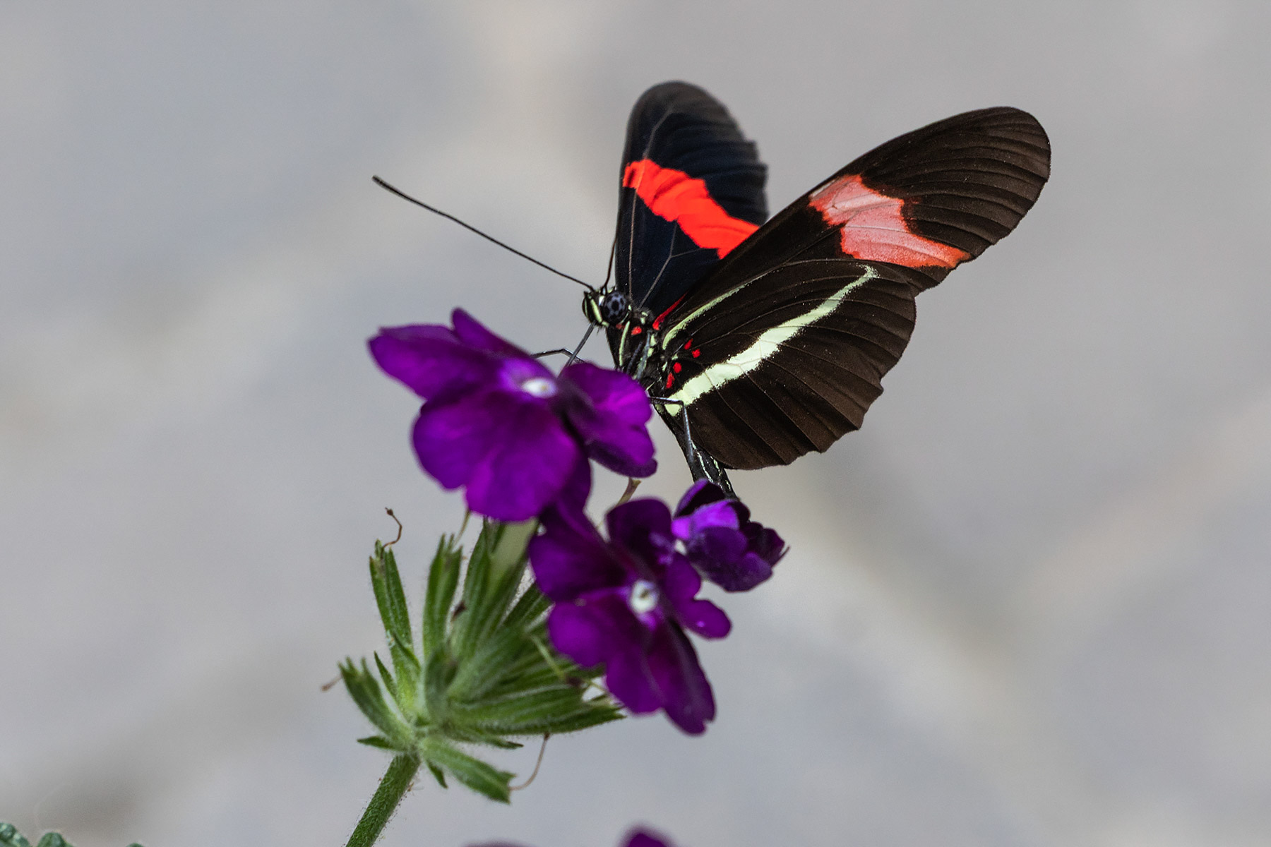 Michigan butterly.  Click for next photo.