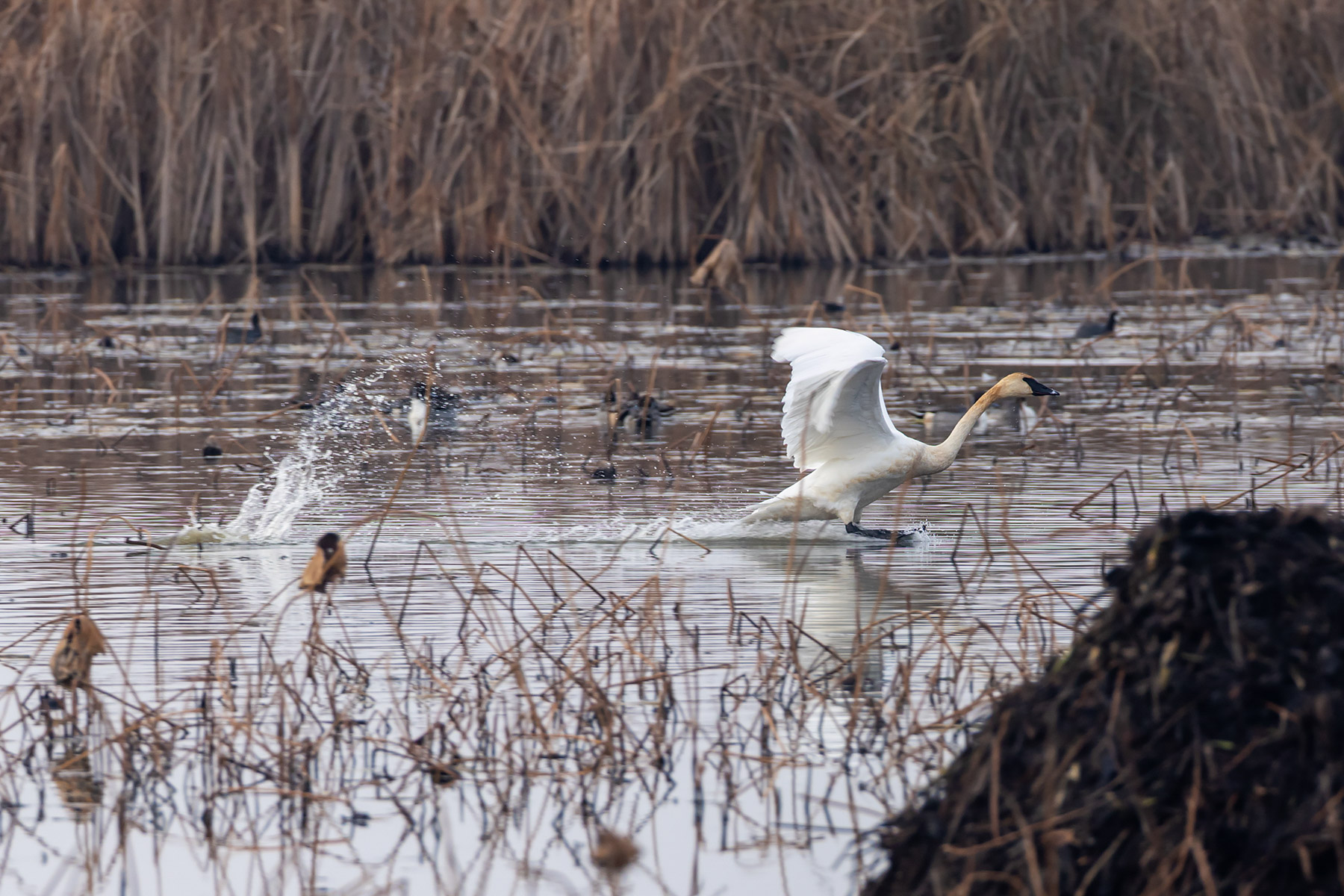 Swan skidding to a half, Loess Bluffs NWR.  Click for next photo.