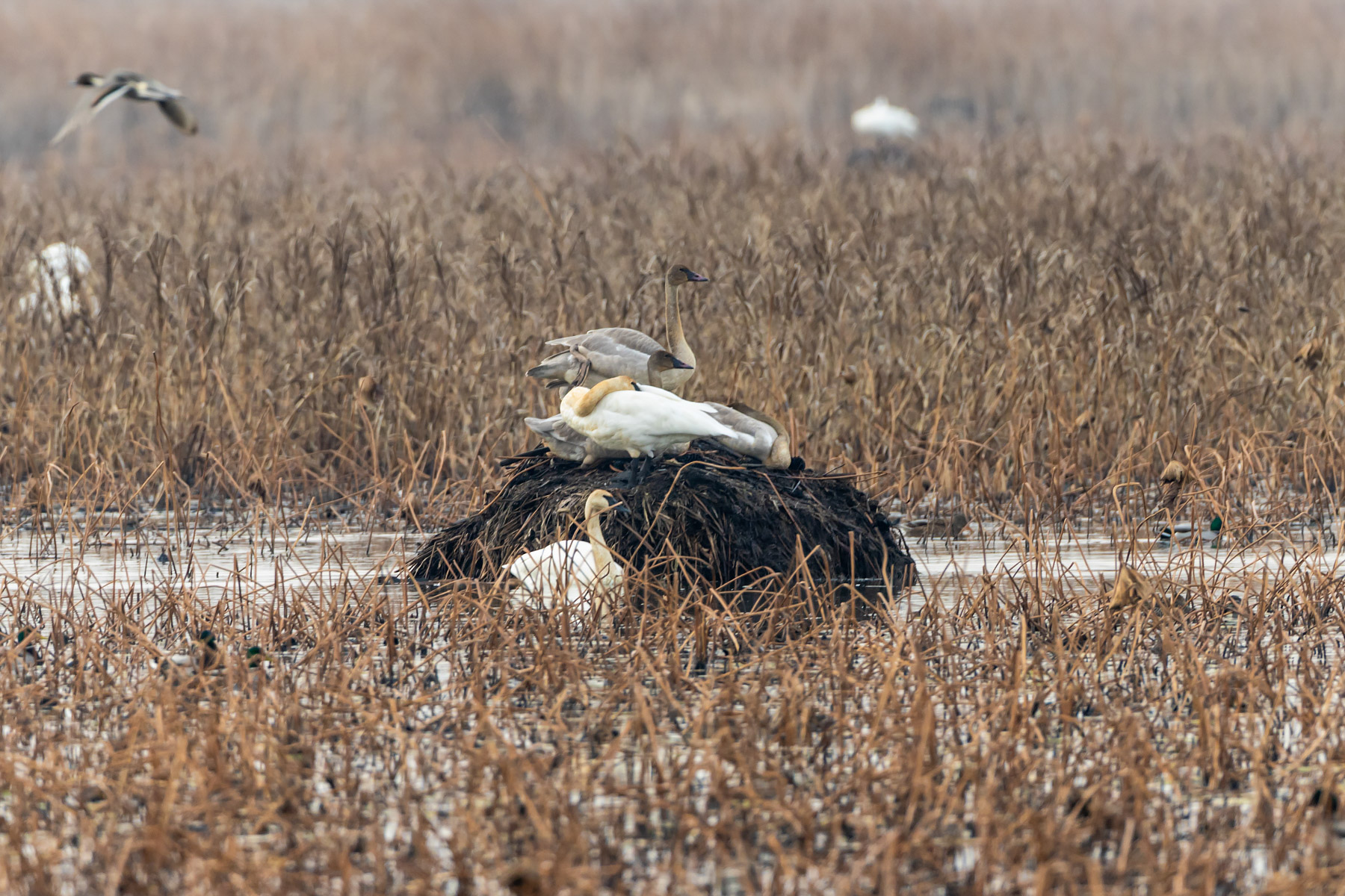Swans camping out on a muskrat hut, Loess Bluffs NWR.  Click for next photo.