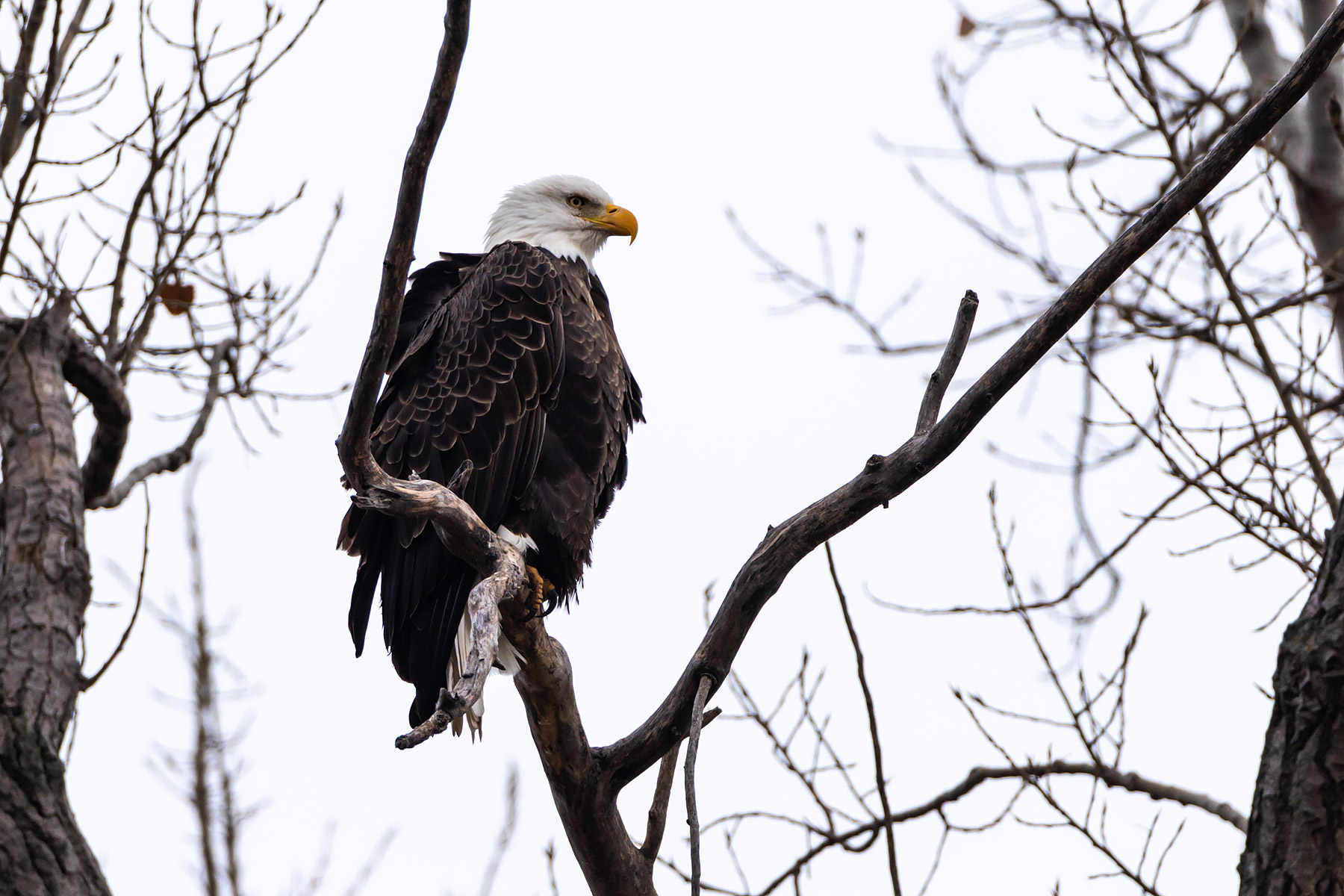 Bald Eagle, Loess Bluffs NWR.  Click for next photo.