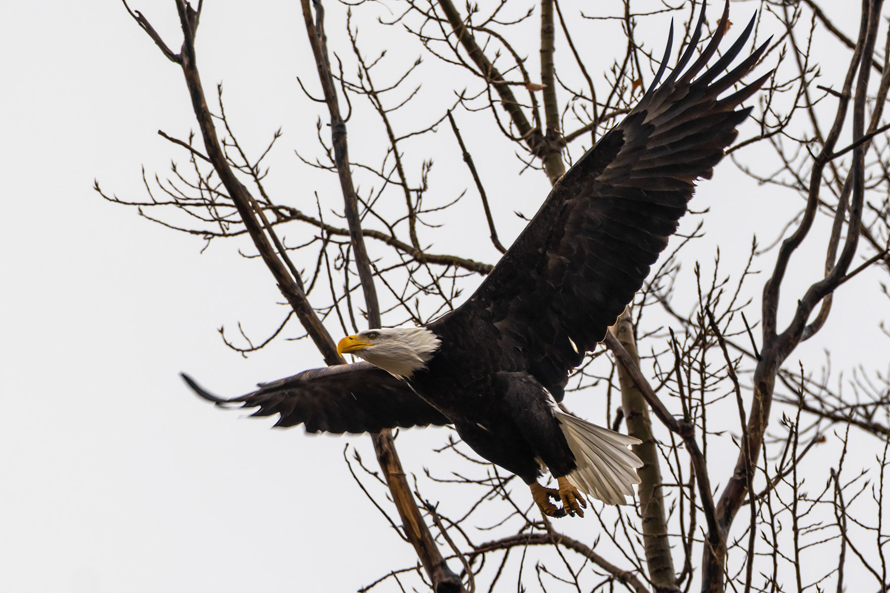 Bald eagle, Loess Bluffs NWR.  Click for next photo.