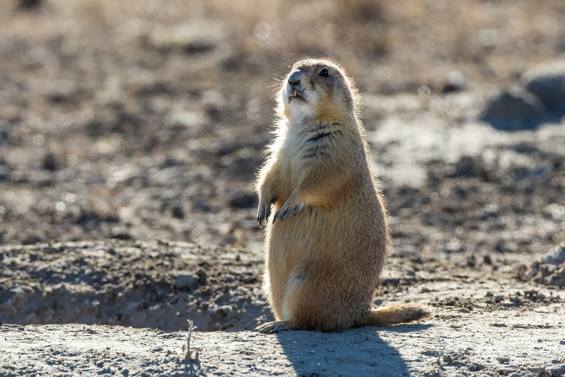 Prairie Dog, Badlands National Park.  Click for next photo.