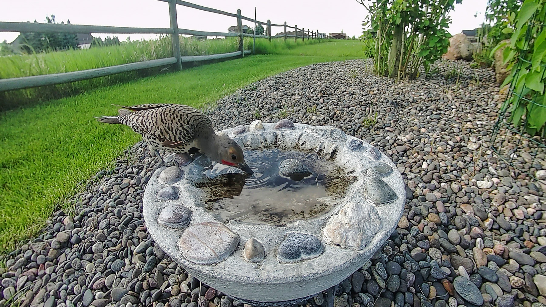 Flicker.  Click for next photo.