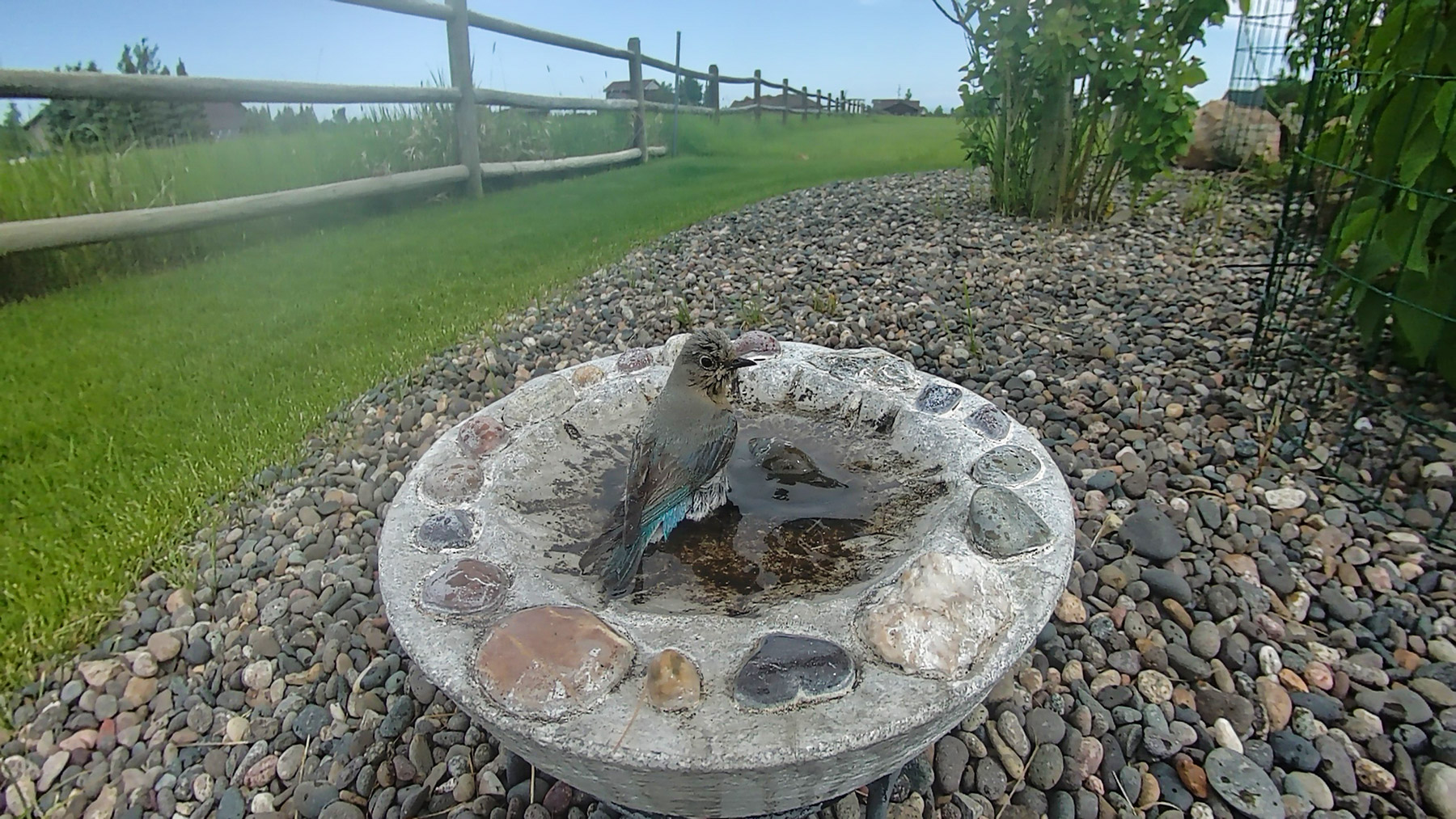 Bluebird about to take a bath.  Click for next photo.