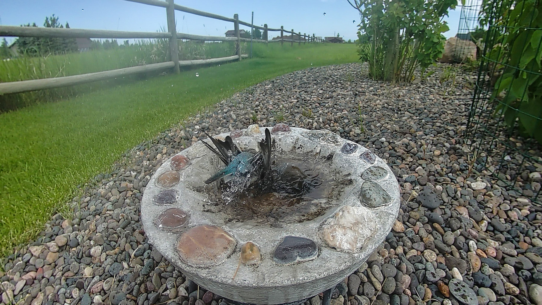 Bluebird taking a bath.  Click for next photo.