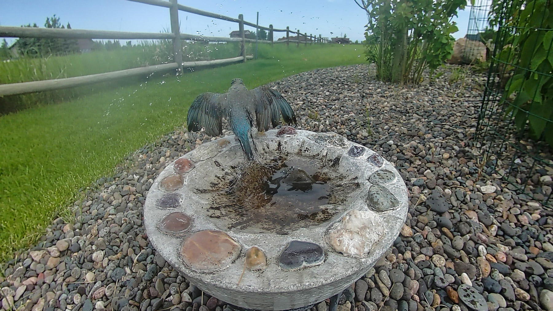 Bluebird done with the bath.  Click for next photo.