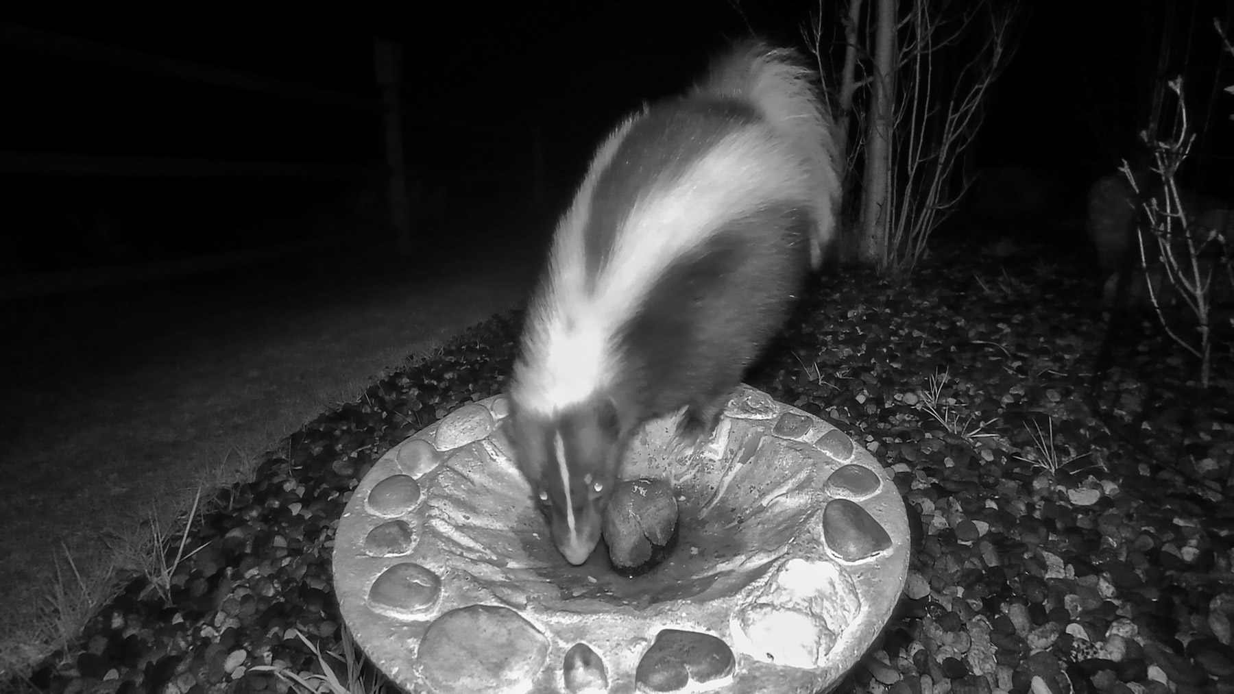 Skunk.  Click for next photo.