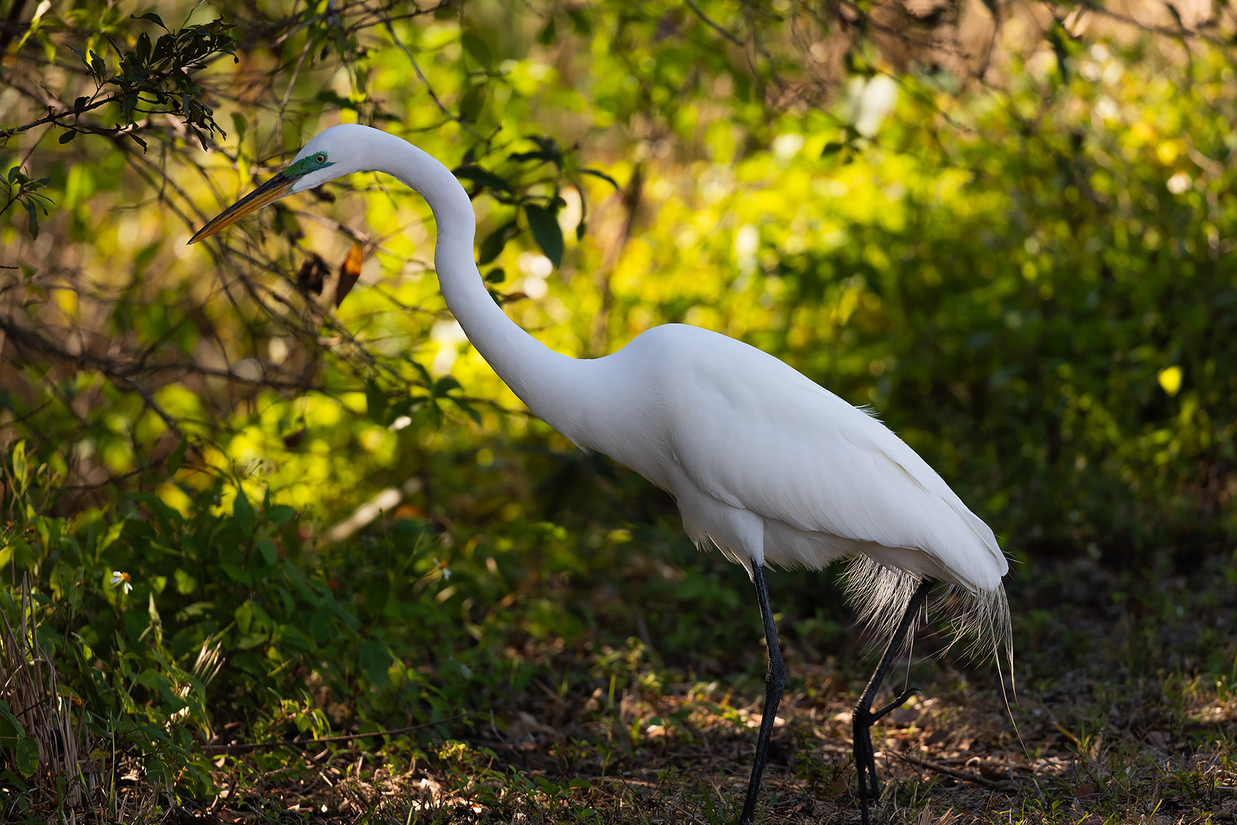 Egret at Venice Rookery, Florida.  Click for next photo.