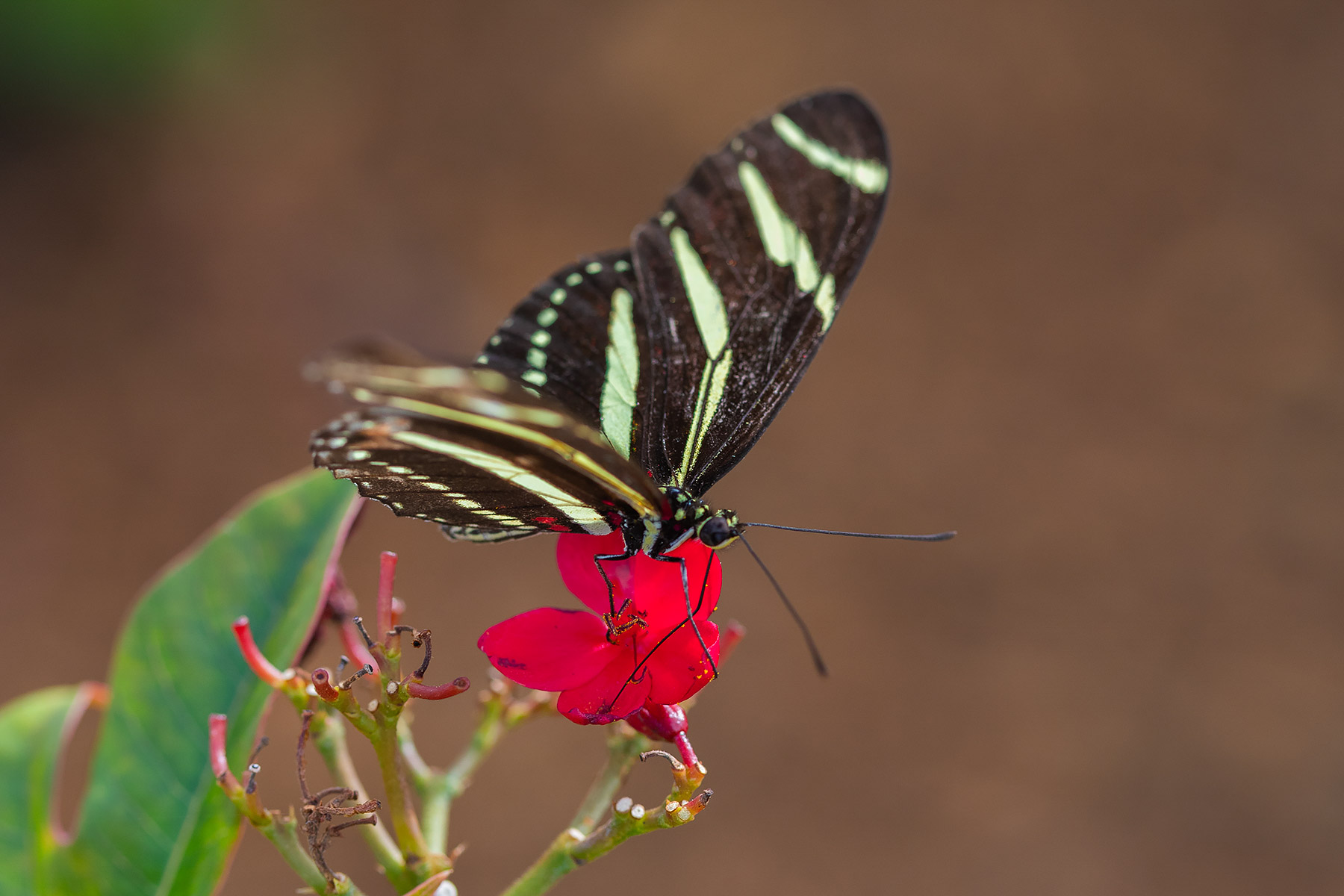Butterfly, Historic Spanish Point, Florida.  Click for next photo.