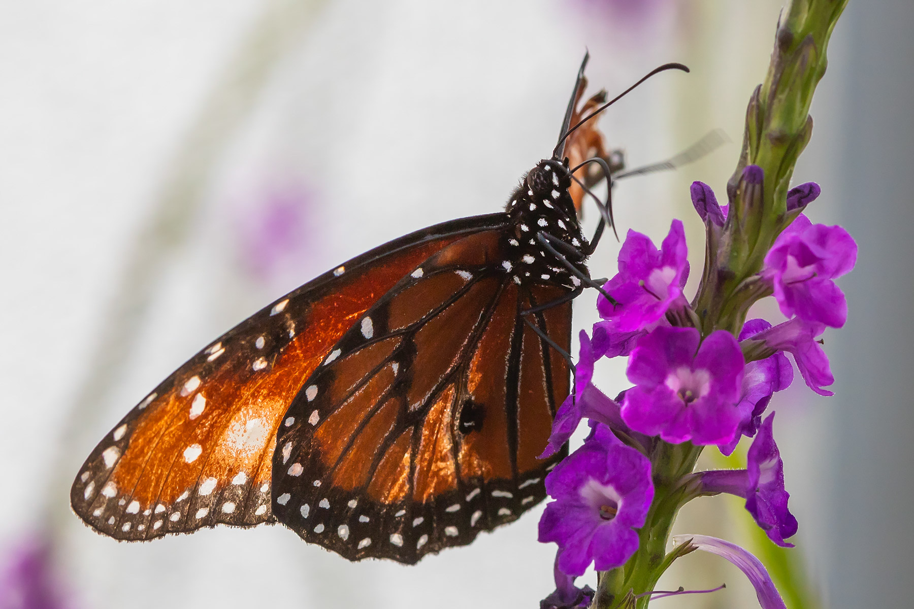 Butterfly, Historic Spanish Point, Florida.  Click for next photo.