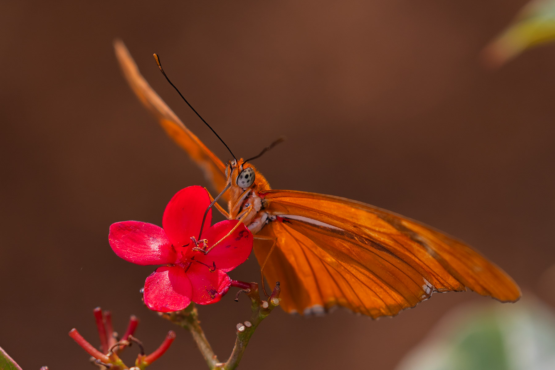 Butterfly, Historic Spanish Point, Florida.  Click for next photo.