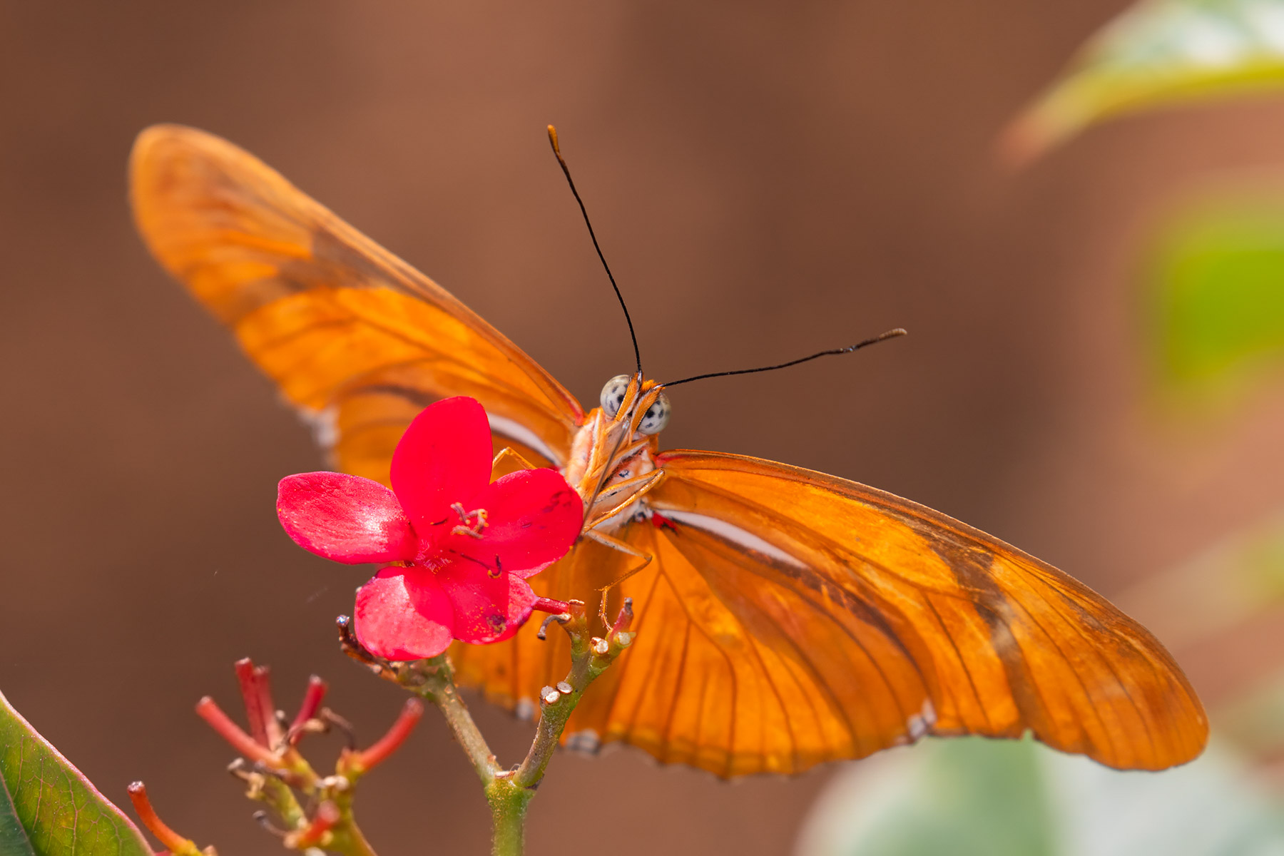 Butterfly, Historic Spanish Point, Florida.  Click for next photo.