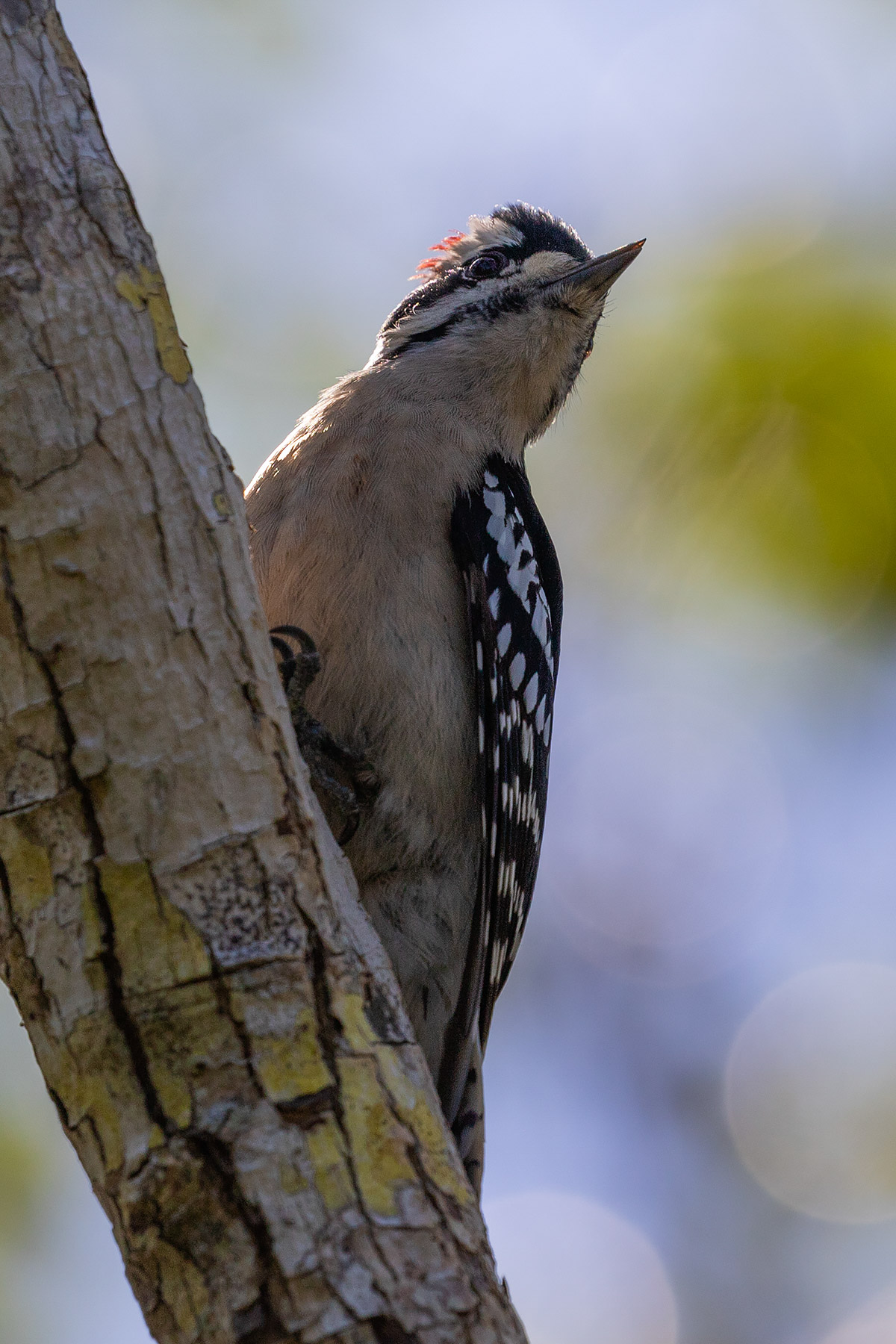 Downy Woodpecker, Historic Spanish Point, Florida.  Click for next photo.
