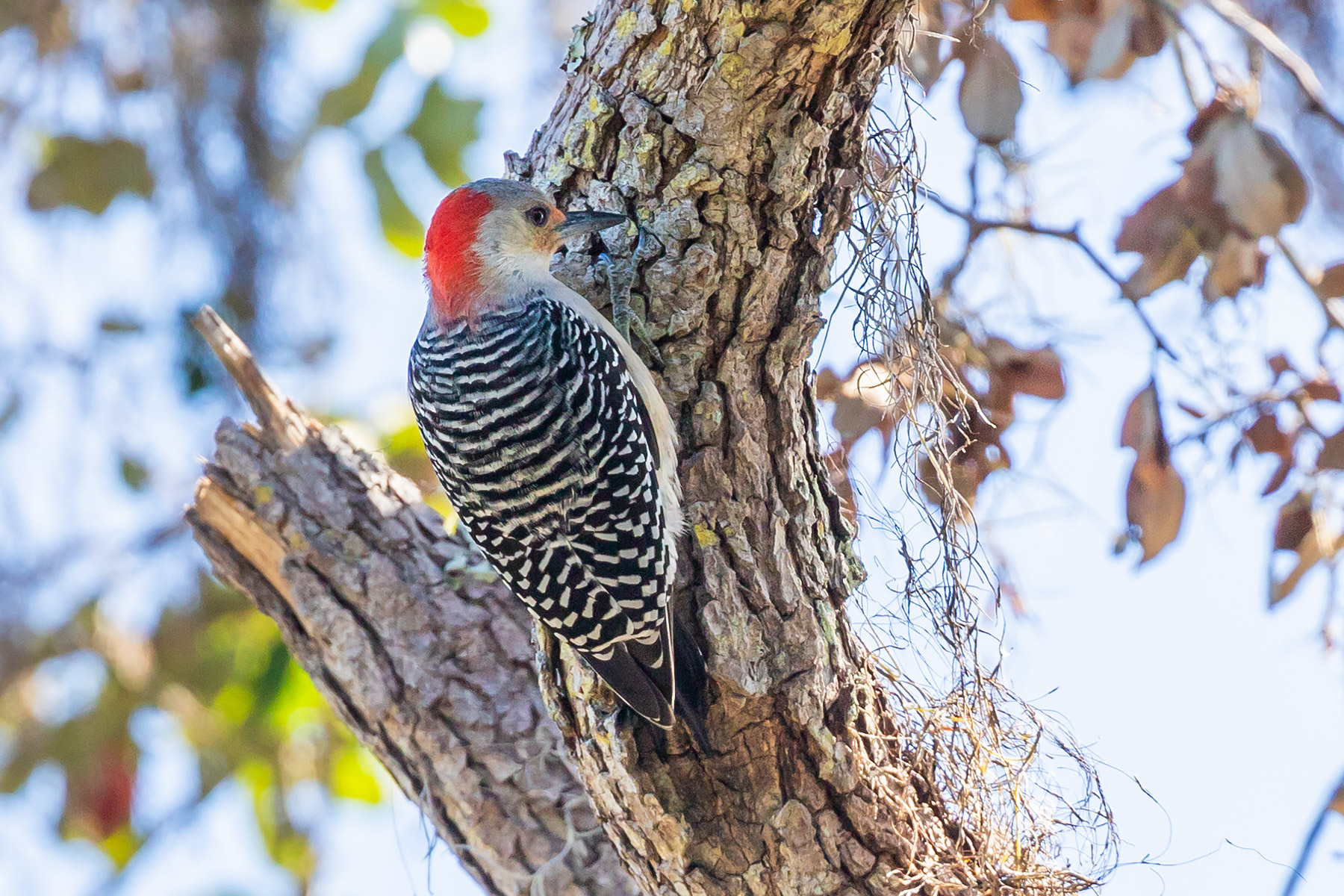 Red-bellied Woodpecker, Historic Spanish Point, Florida.  Click for next photo.