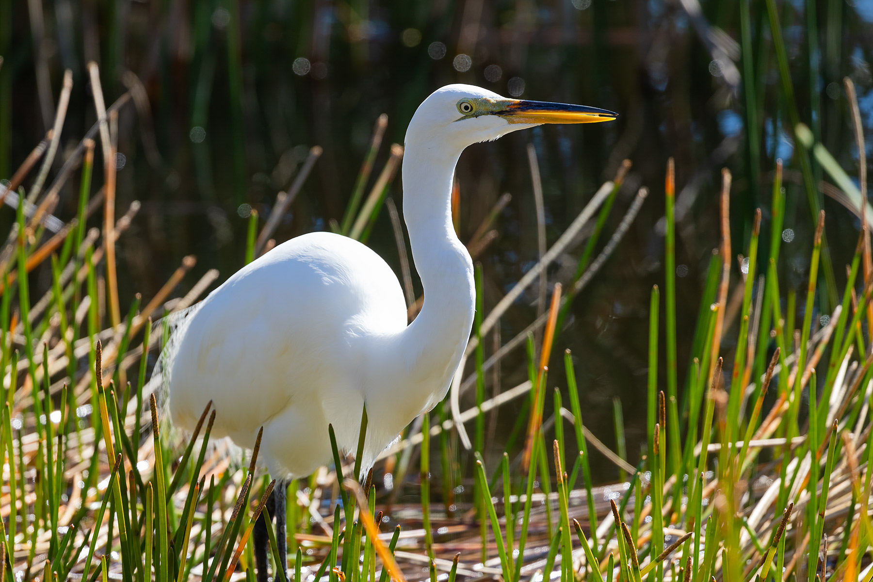 Egret at the Ringling, Sarasota, Florida.  Click for next photo.