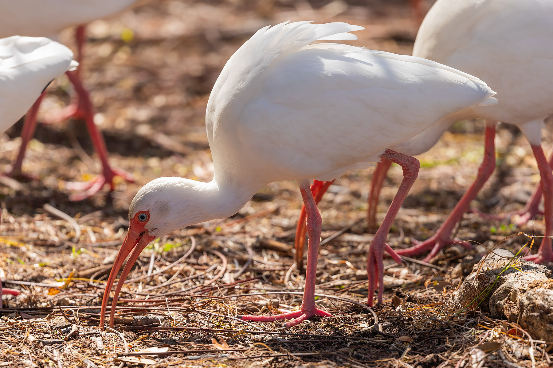 Ibis at The Ringling, Sarasota, Florida.  Click for next photo.