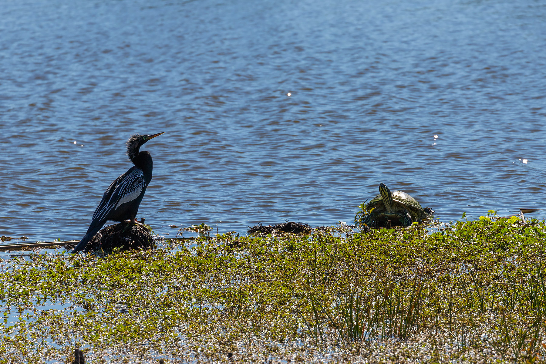 Cormorant and turtle, Celery Fields, Florida.  Click for next photo.