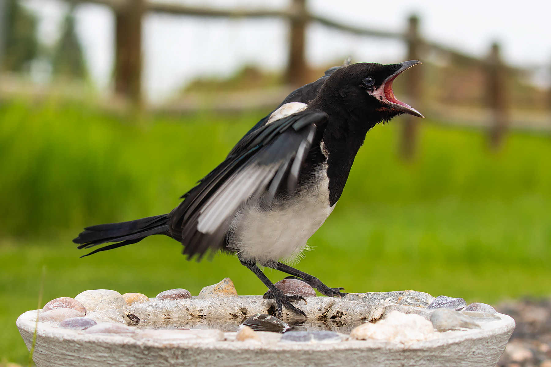 Magpie.  Click for next photo.