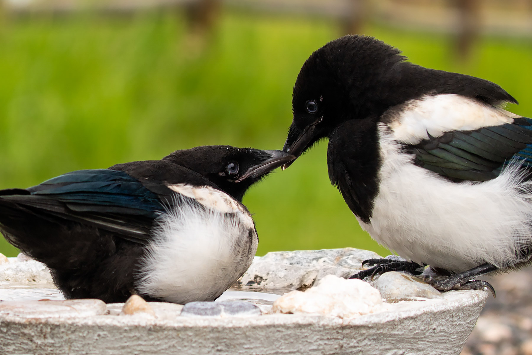 Magpie.  Click for next photo.