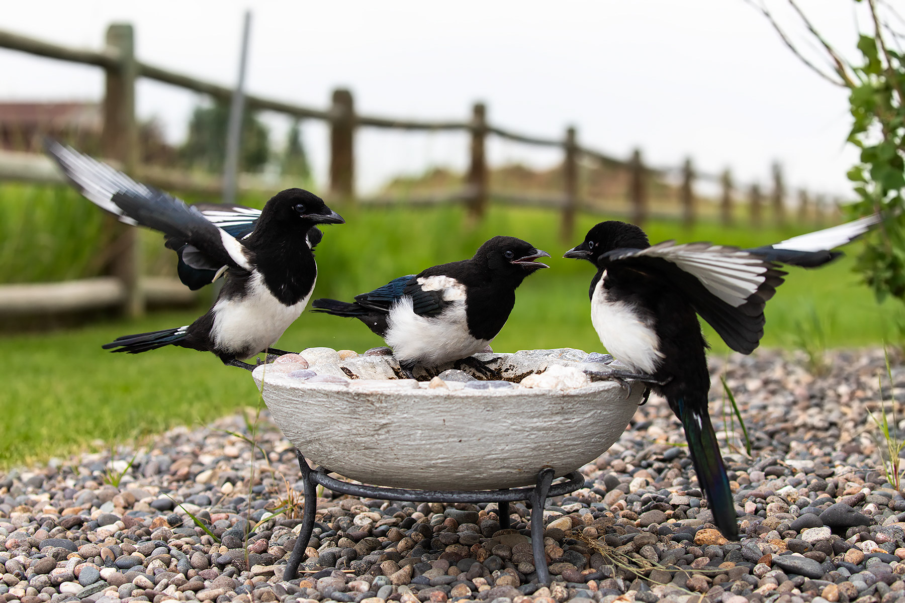 Magpies.  Click for next photo.