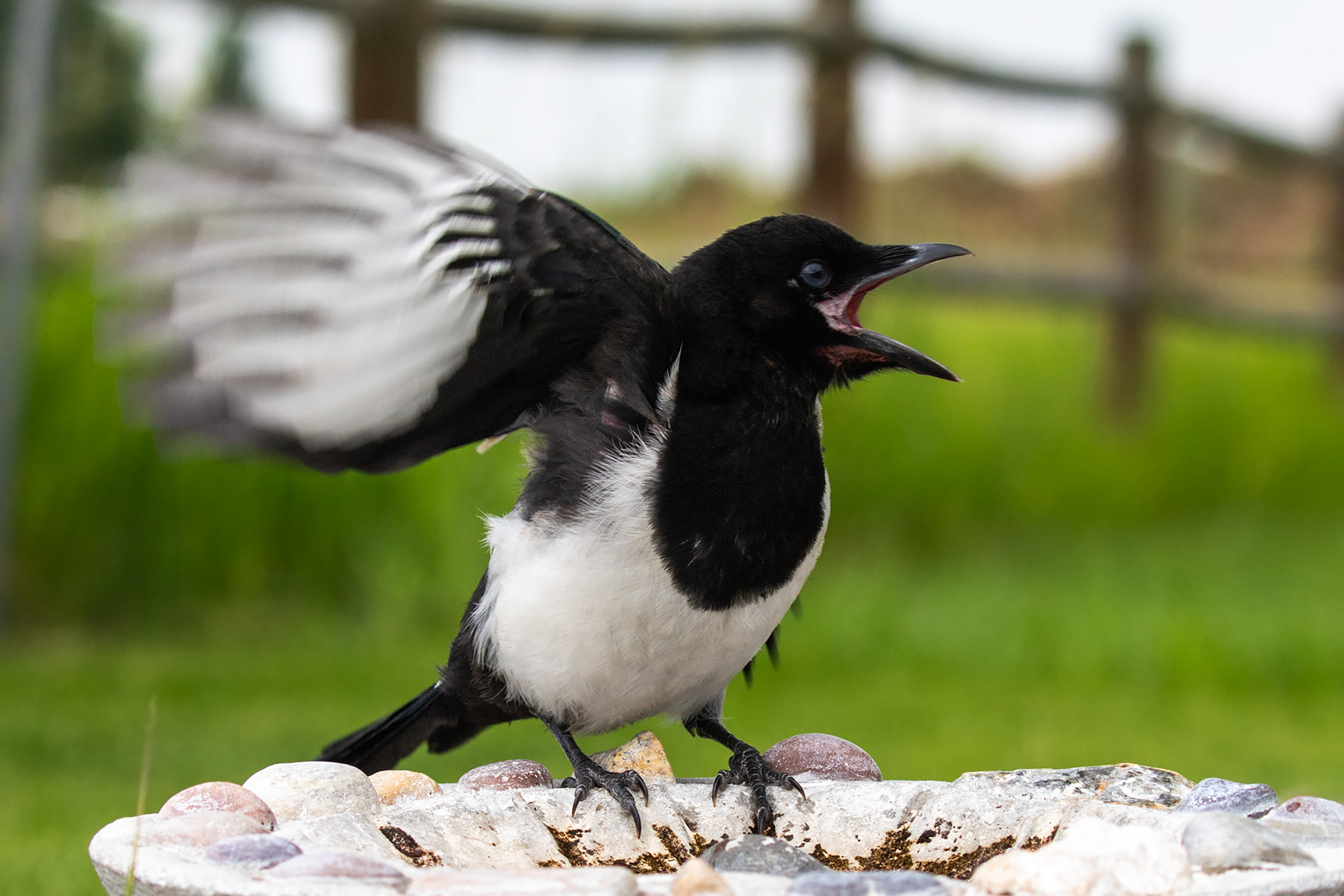 Magpies.  Click for next photo.