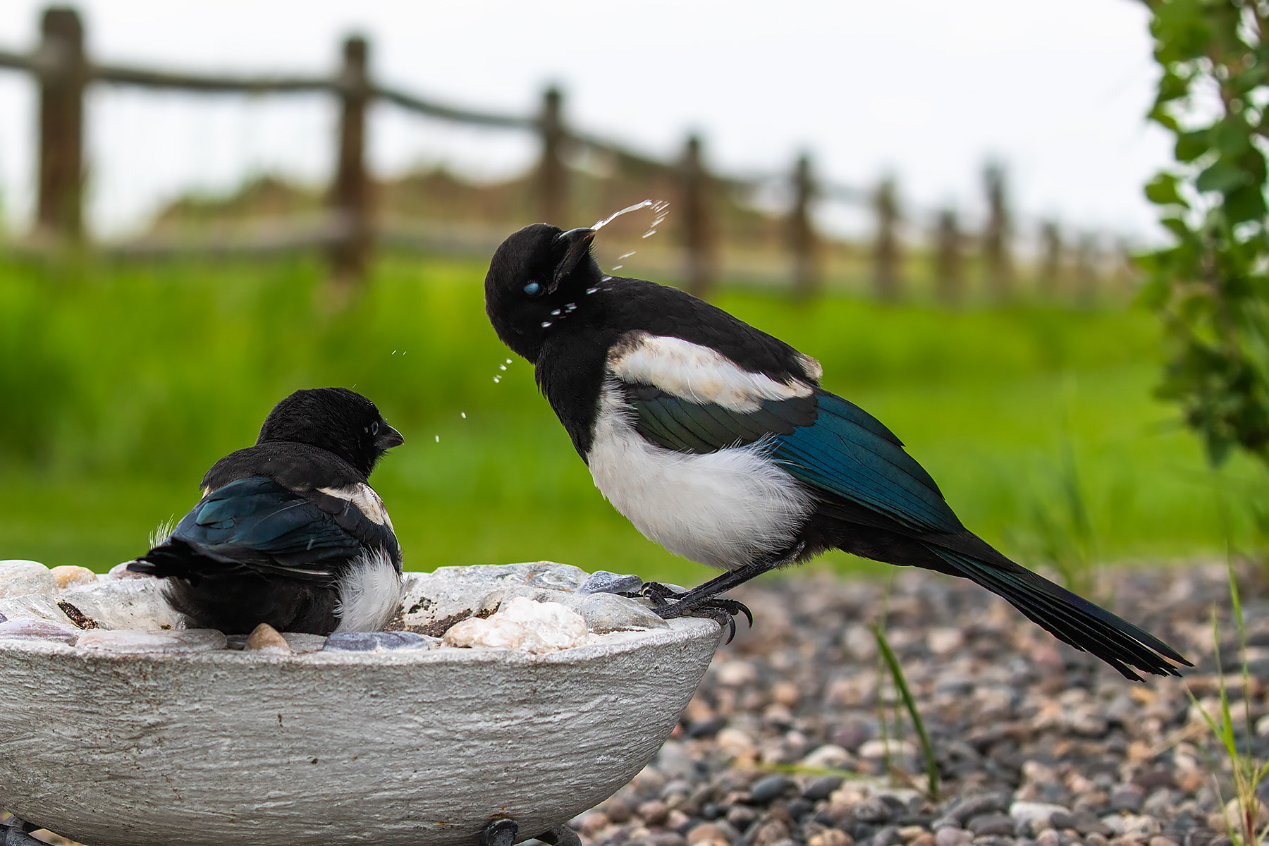 Magpies.  Click for next photo.