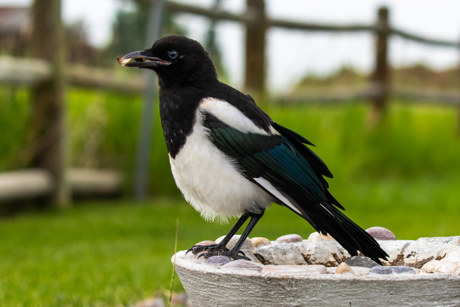 Magpies.  Click for next photo.