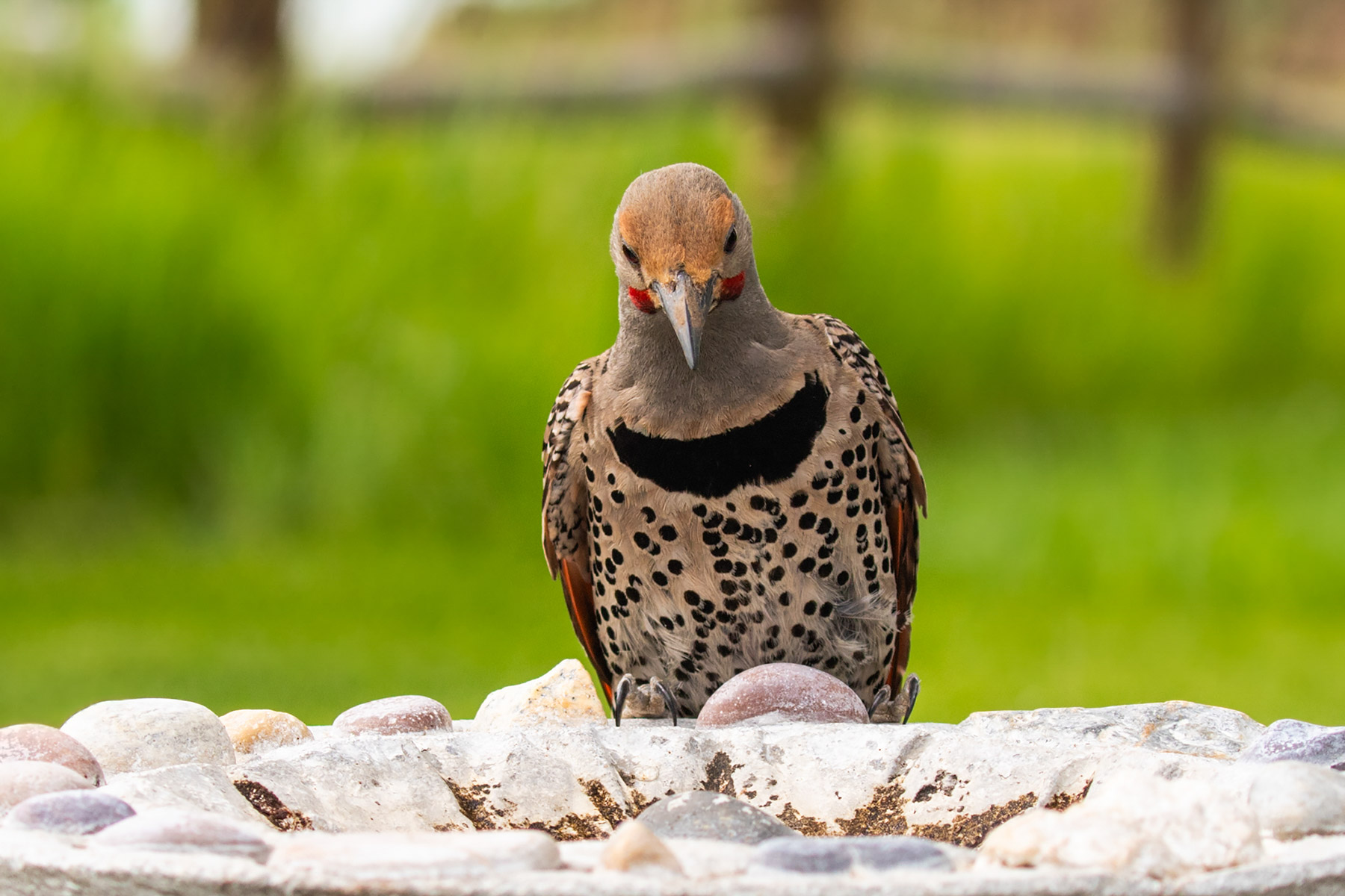 Flicker.  Click for next photo.