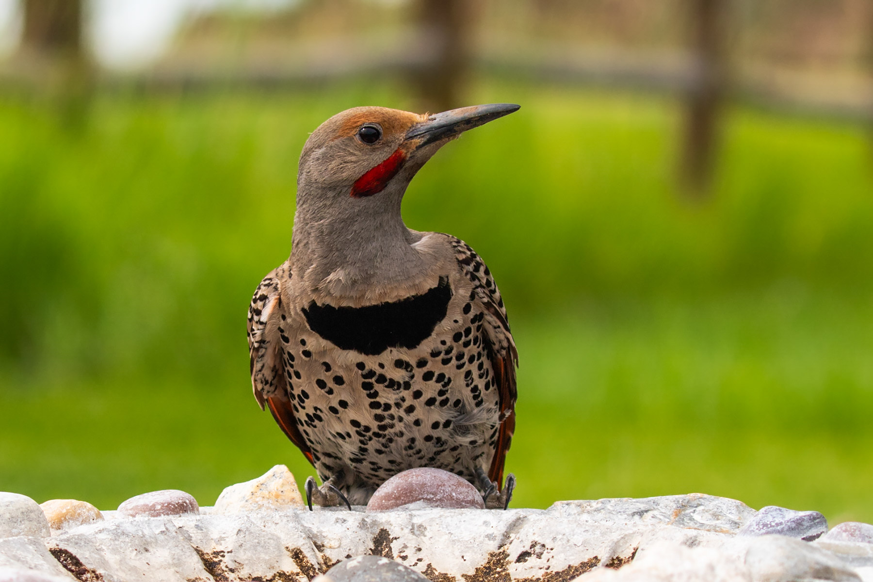 Flicker.  Click for next photo.