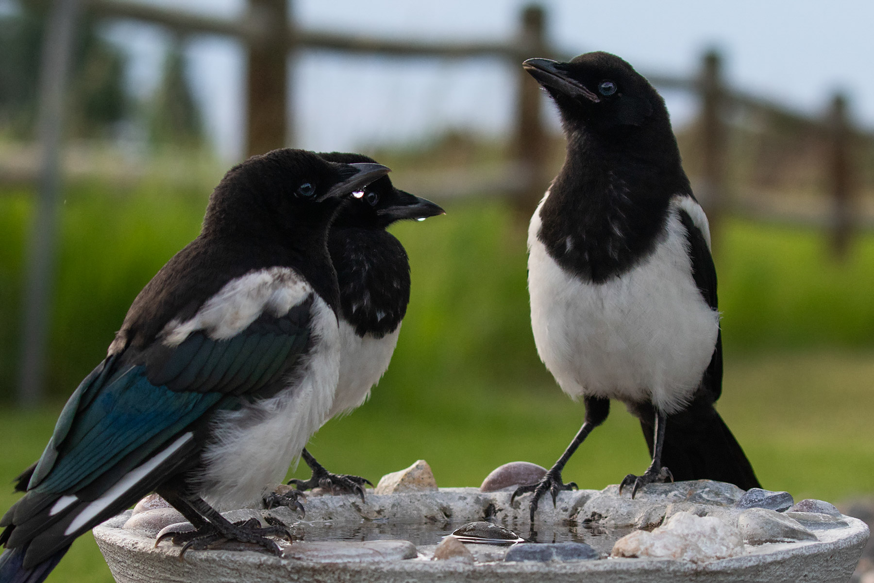 Magpies.  Click for next photo.