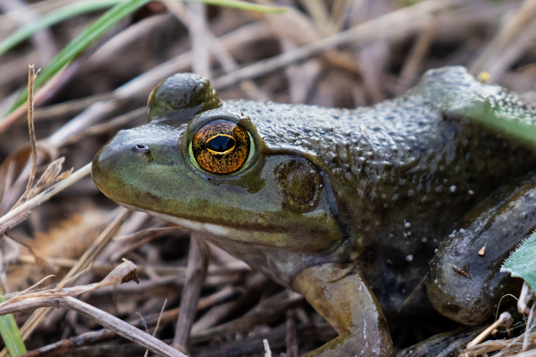 Frog at Loess Bluffs NWR.  Click for next photo.