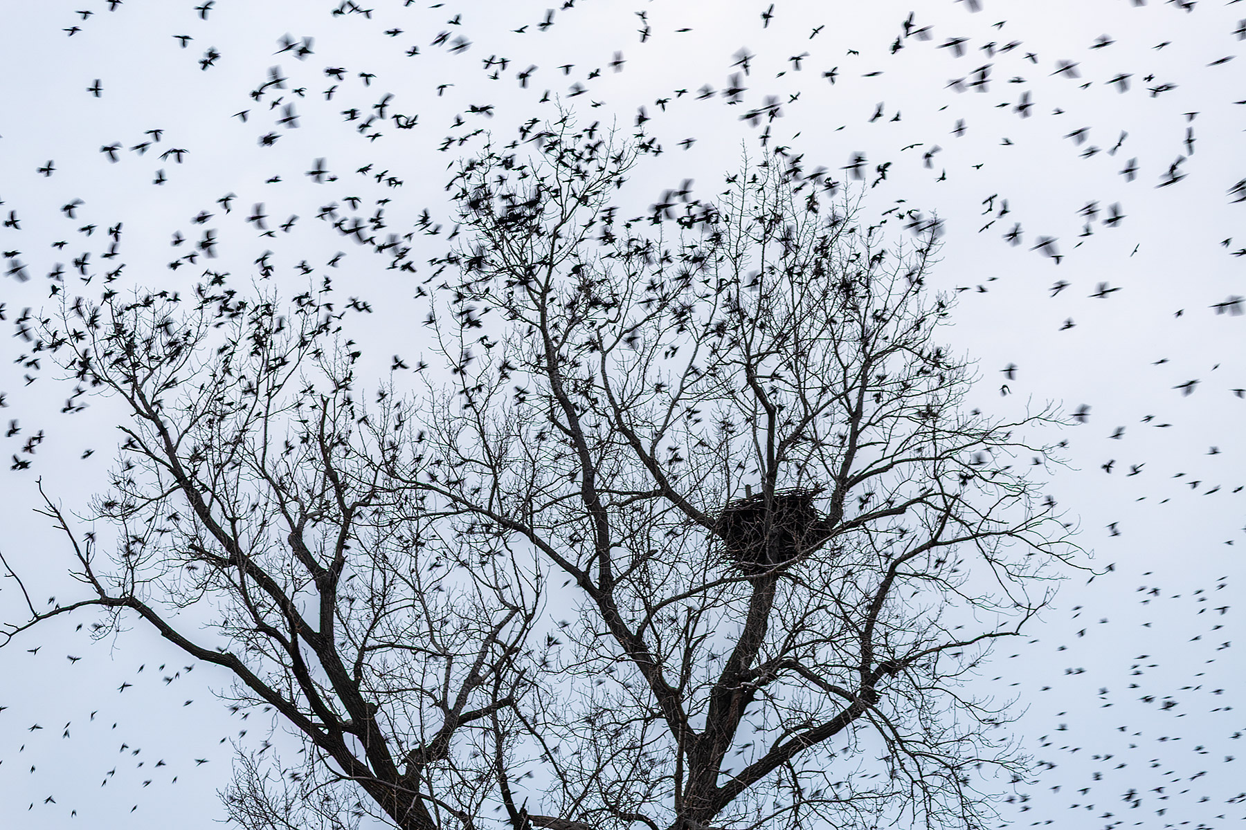 Blackbirds swarming at dusk near a bald eagle�s nest, Loess Bluffs NWR.  Click for next photo.