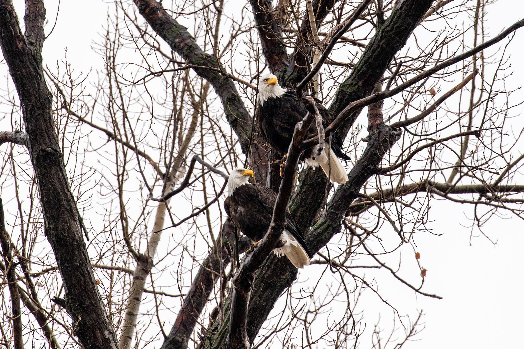 Bald eagles, Loess Bluffs NWR.  Click for next photo.