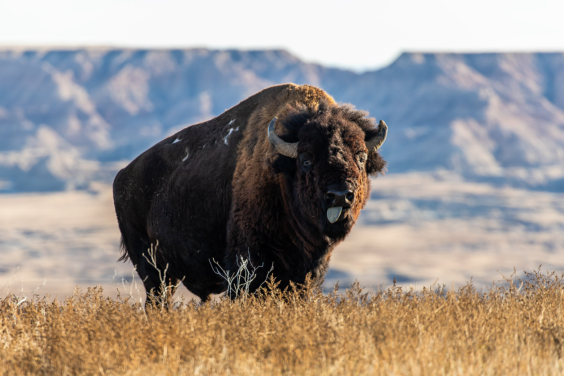 Bison, Badlands National Park.  Click for next photo.