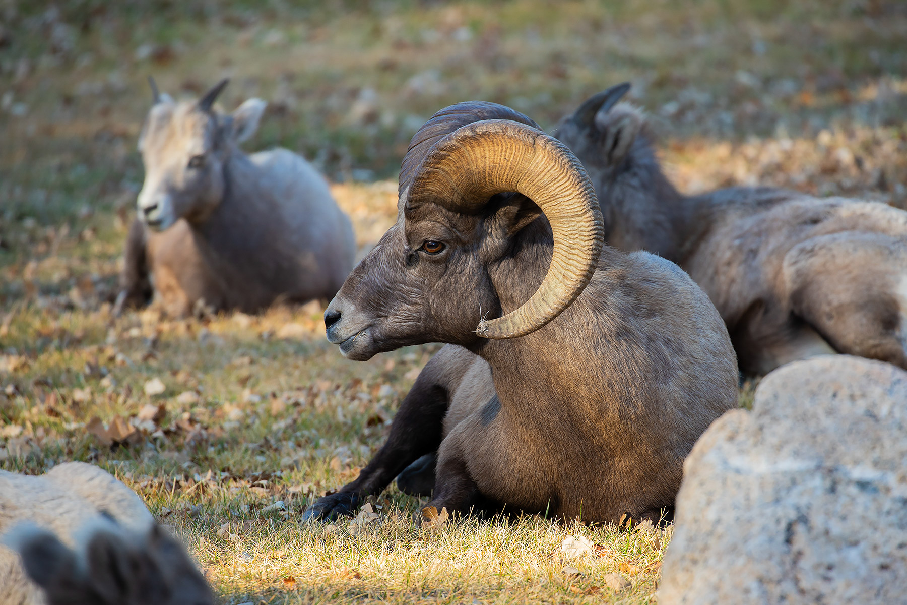 Bighorn sheep, State Game Lodge, Custer State Park.  Click for next photo.