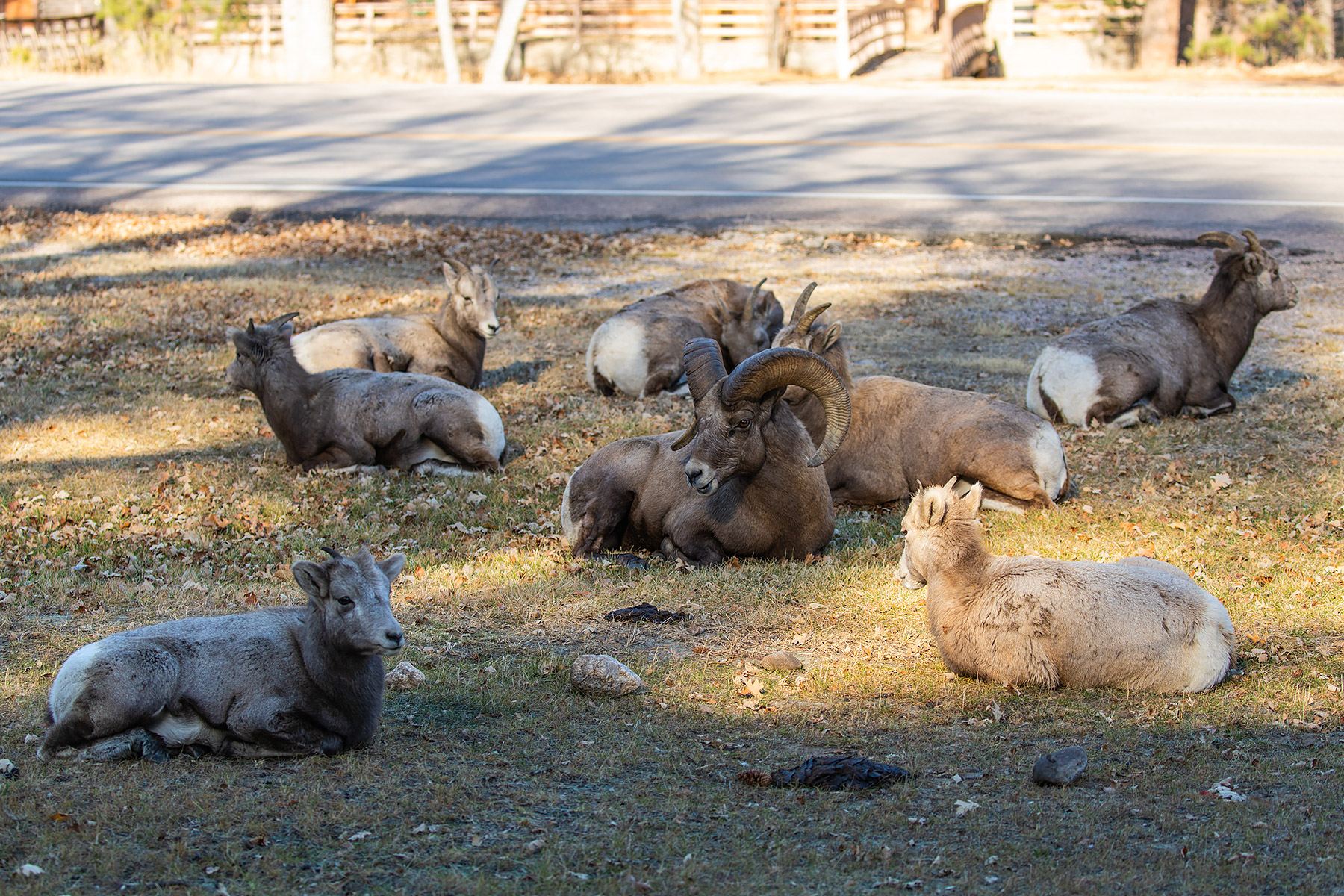 Bighorn sheep, State Game Lodge, Custer State Park.  Click for next photo.