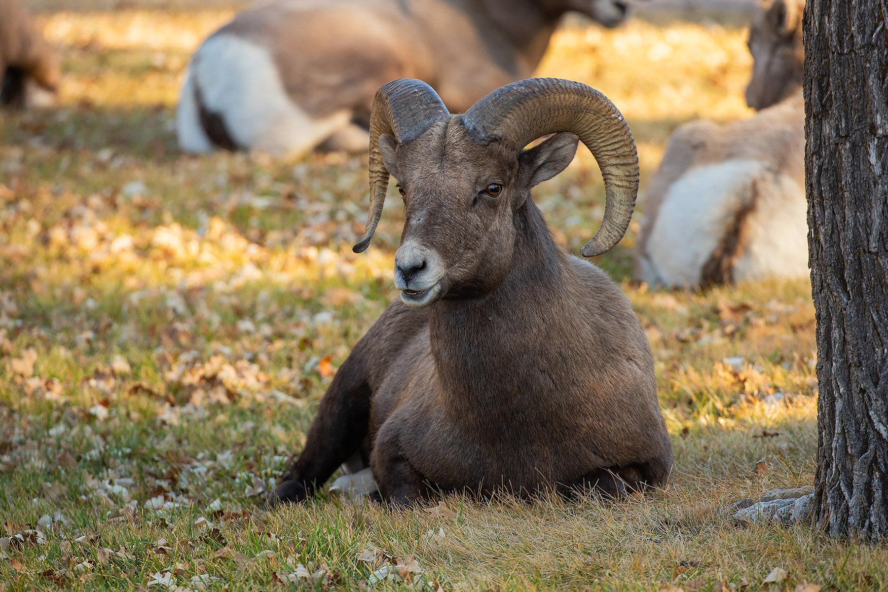 Bighorn sheep, State Game Lodge, Custer State Park.  Click for next photo.