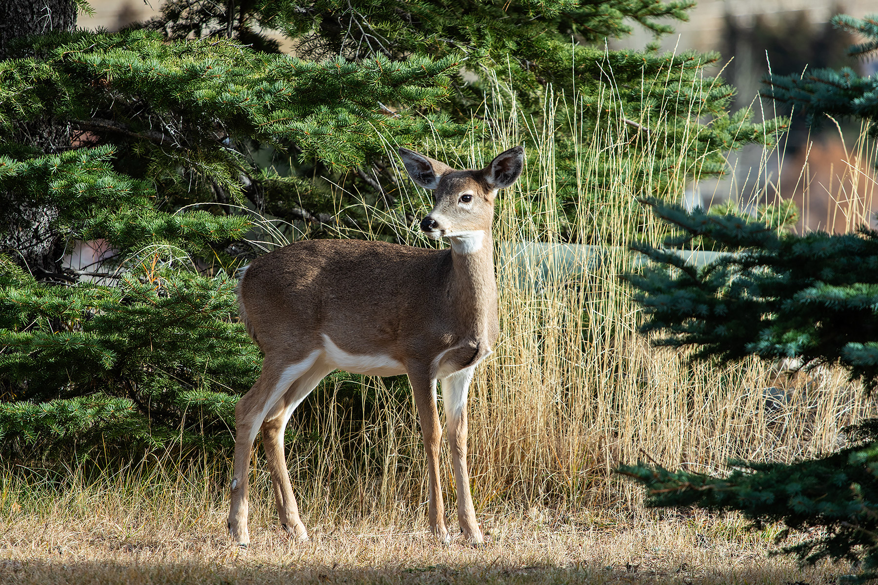 Fawn lost its spots in autumn, Red Lodge, MT.  Click for next photo.