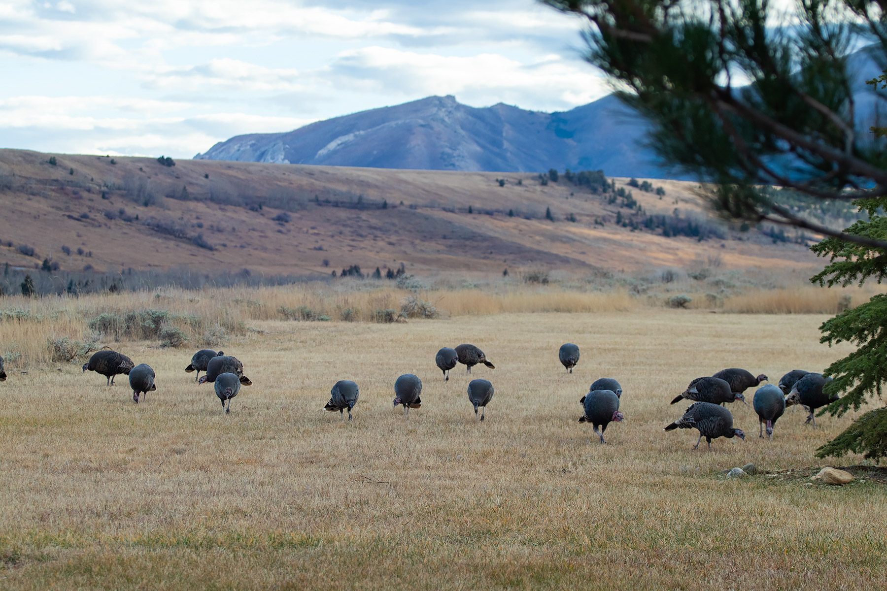 Flock of turkeys, Red Lodge, MT.  Click for next photo.