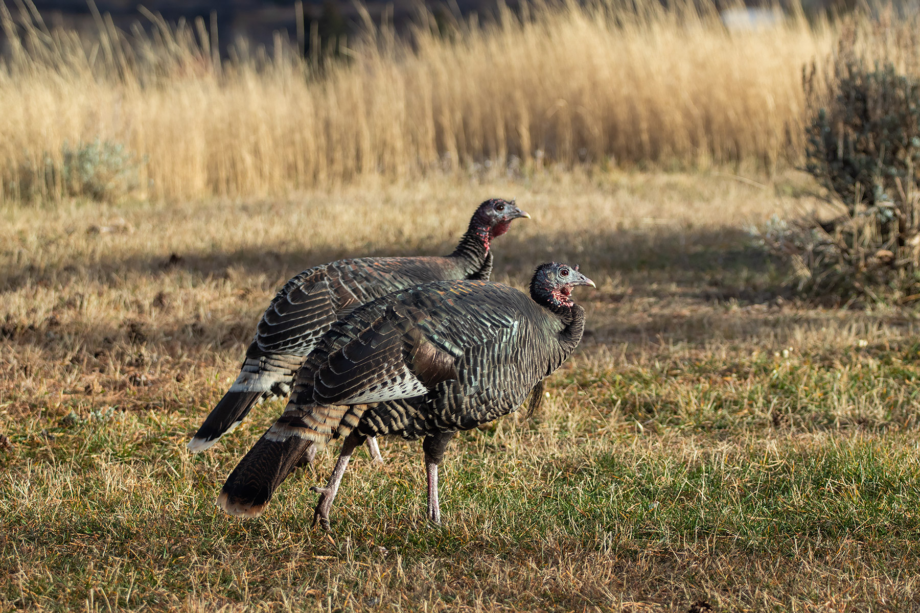 Turkeys, Red Lodge, MT.  Click for next photo.