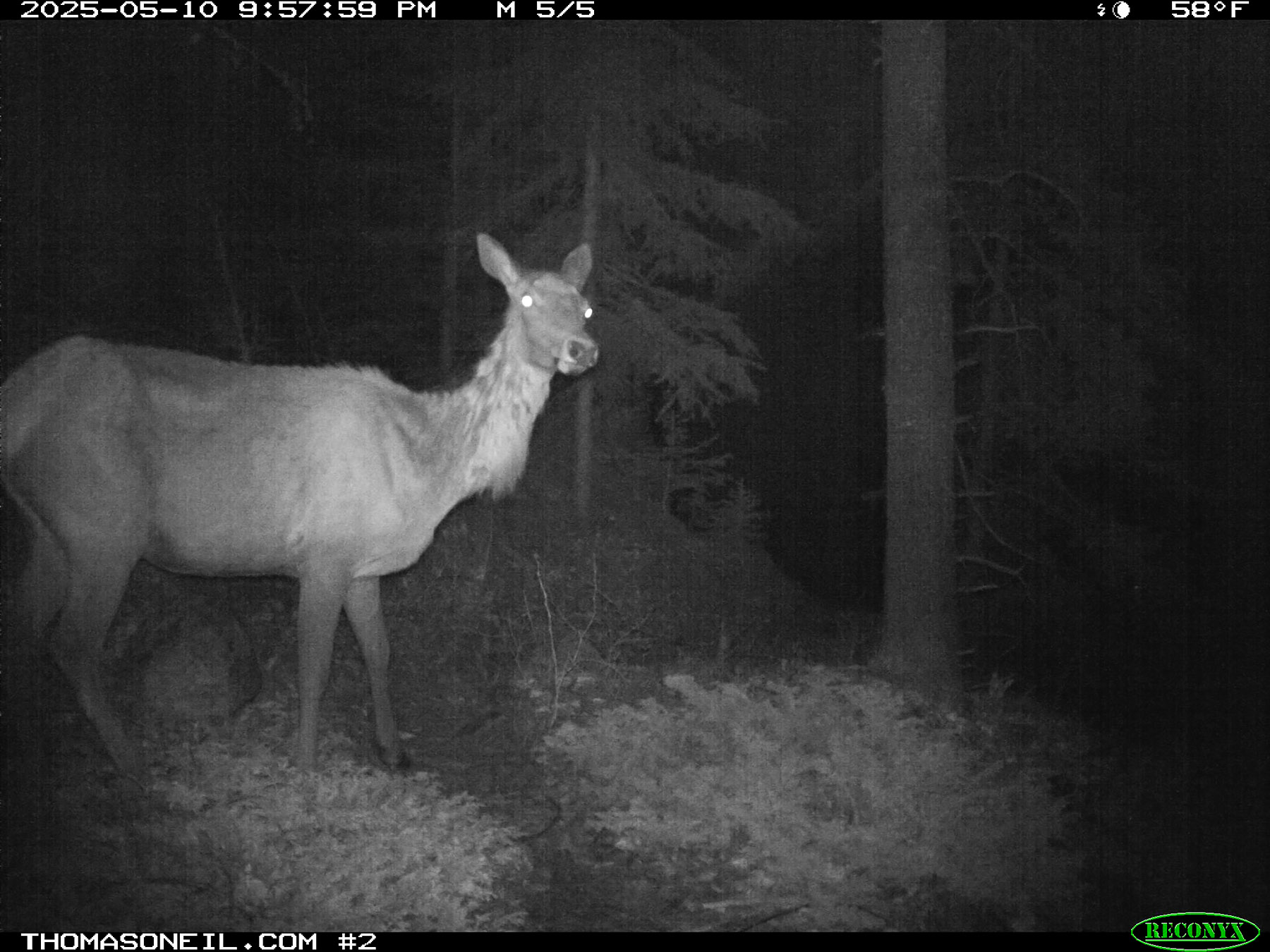 Elk in Custer Gallatin National Forest south of Red Lodge.  Click for next photo.